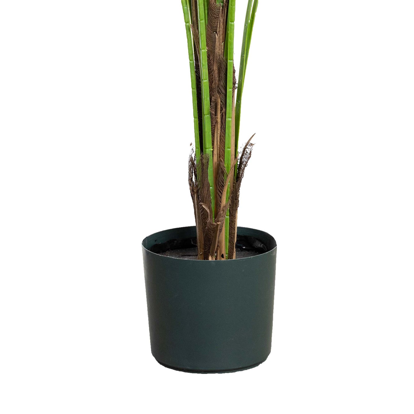 Phoenix Palm Tree 183 cm H