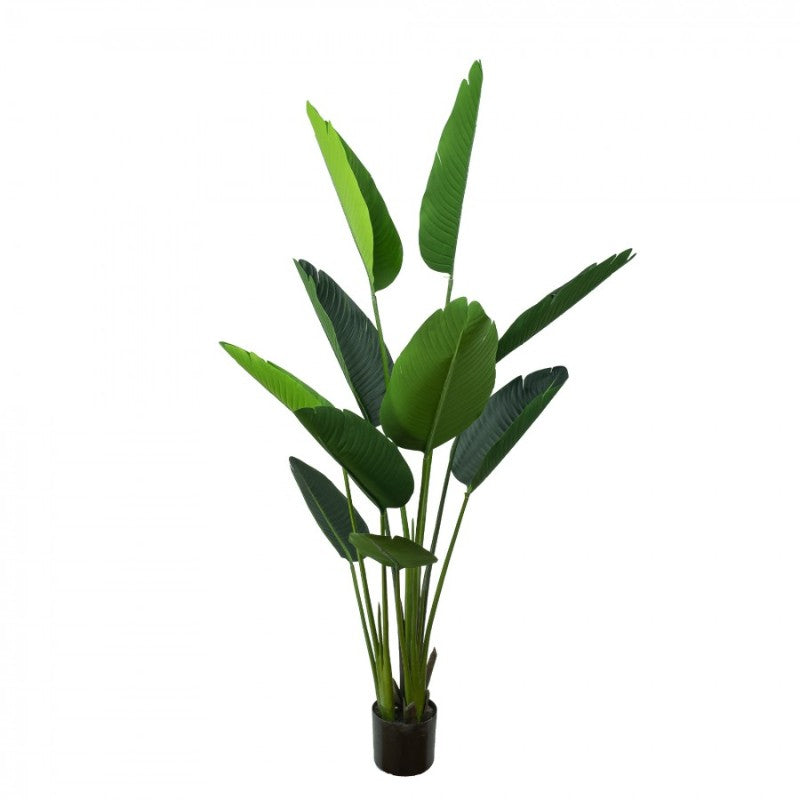 Traveller Palm Tree in Pot 150 cm H | Hamptons Home | Hamptons Home