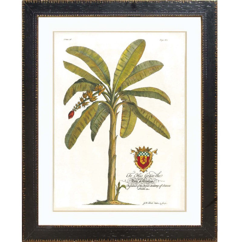 XY Banana Palm Framed Wall Art | Hamptons Home | Hamptons Home