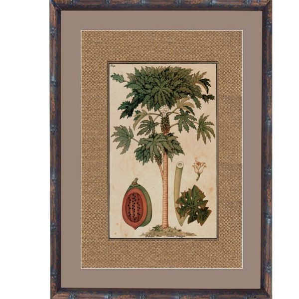 Hamptons Home Dark Rattan Paw Paw | Hamptons Home