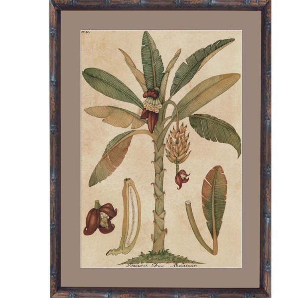 Hamptons Home Banana Palm Small Framed Artwork | Hamptons Home