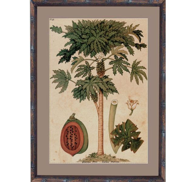 Hamptons Home Pawpaw Palm Small Framed Artwork | Hamptons Home