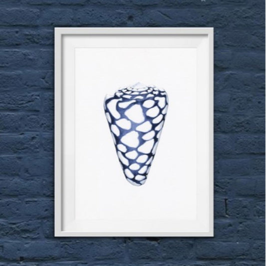 Conus Shell Blue and White Art Print | Hamptons Home | Hamptons Home