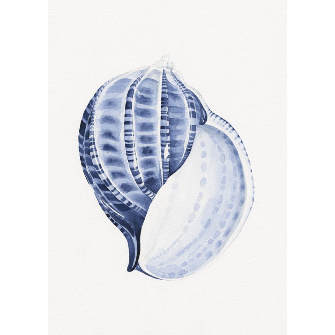 Scotch Bunnet Blue and White Art Print | Hamptons Home | Hamptons Home