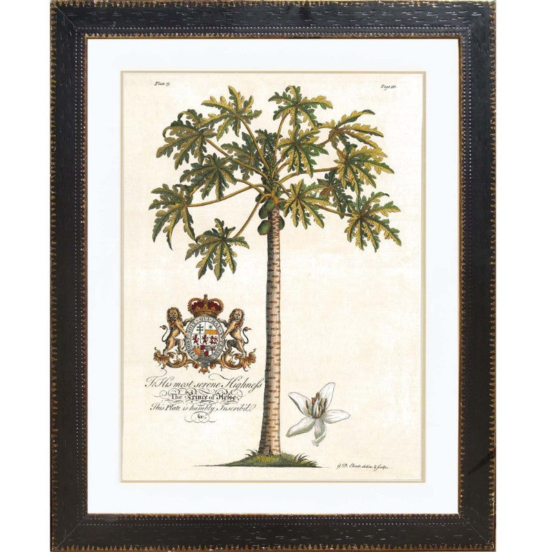 XY Paw Paw Palm Framed Wall Art | Hamptons Home | Hamptons Home