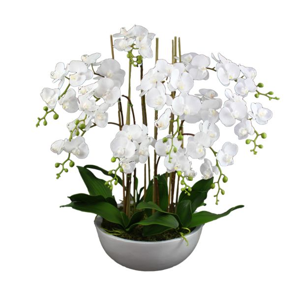 Real Touch Phalaenopsis Orchids in Pot 75 cm H | Hamptons Home