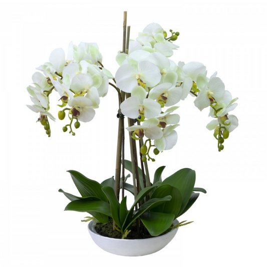Real Touch Apple Green Phalaenopsis Orchids in Bowl | Hamptons Home | Hamptons Home