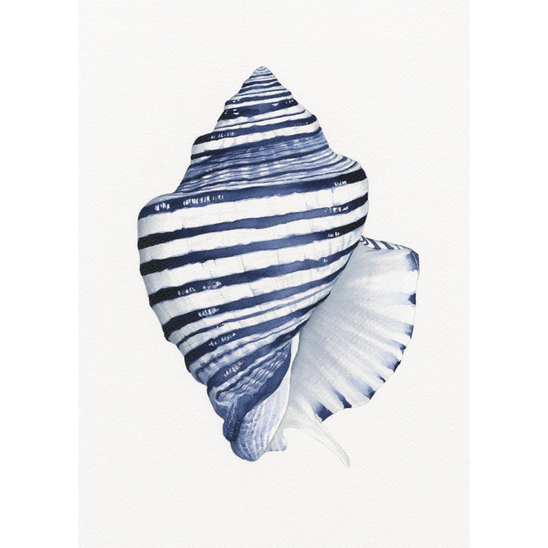 Conch Shell Blue and White Art Print | Hamptons Home