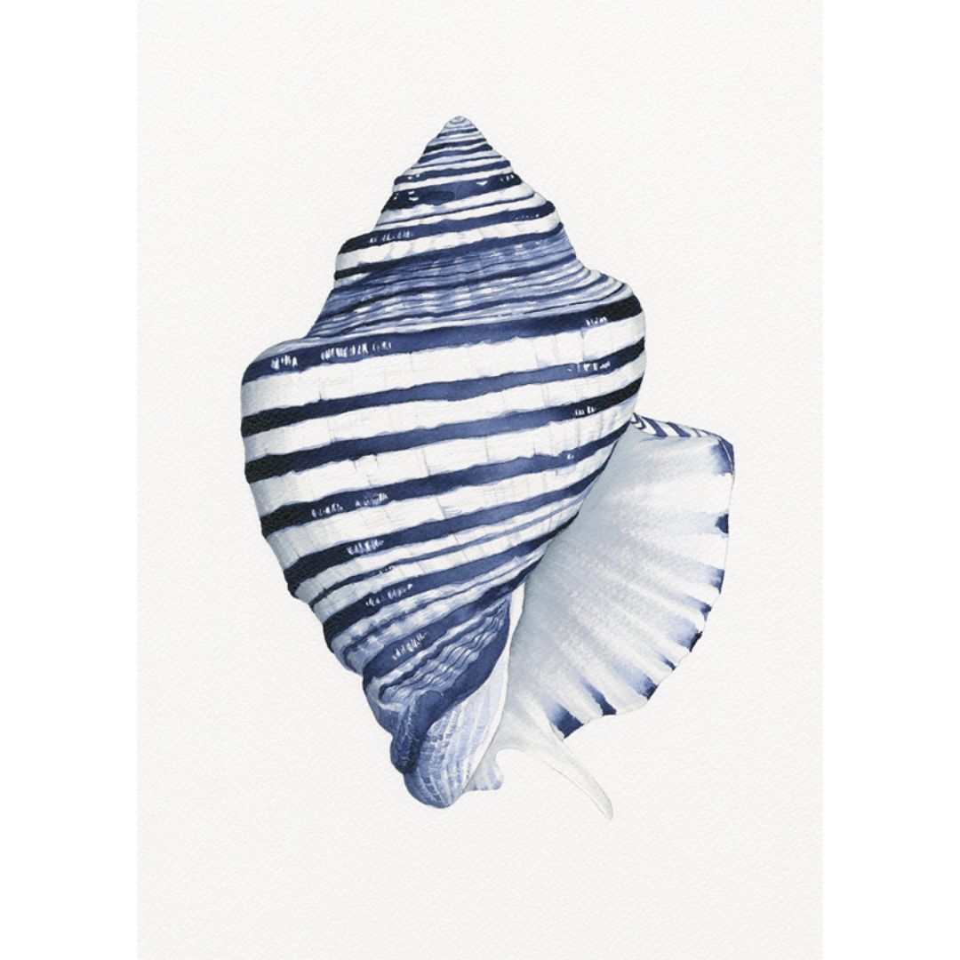 Conch Shell Blue White Art Print | Hamptons