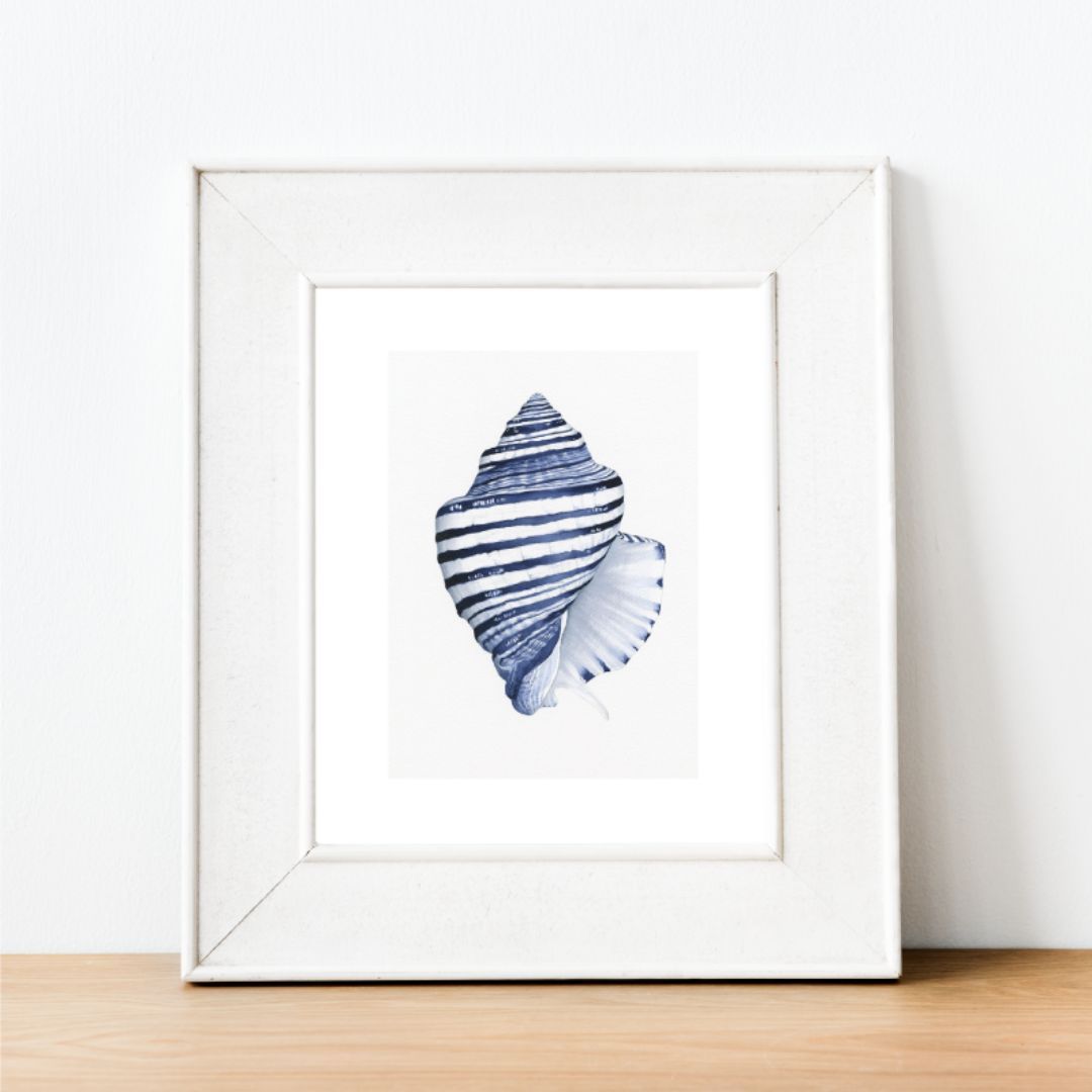 Conch Shell Blue and White Art Print | Hamptons Home | Hamptons Home