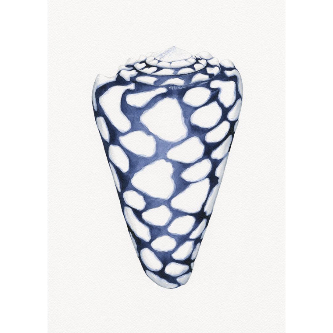 Conus Shell Blue and White Art Print | Hamptons Home | Hamptons Home